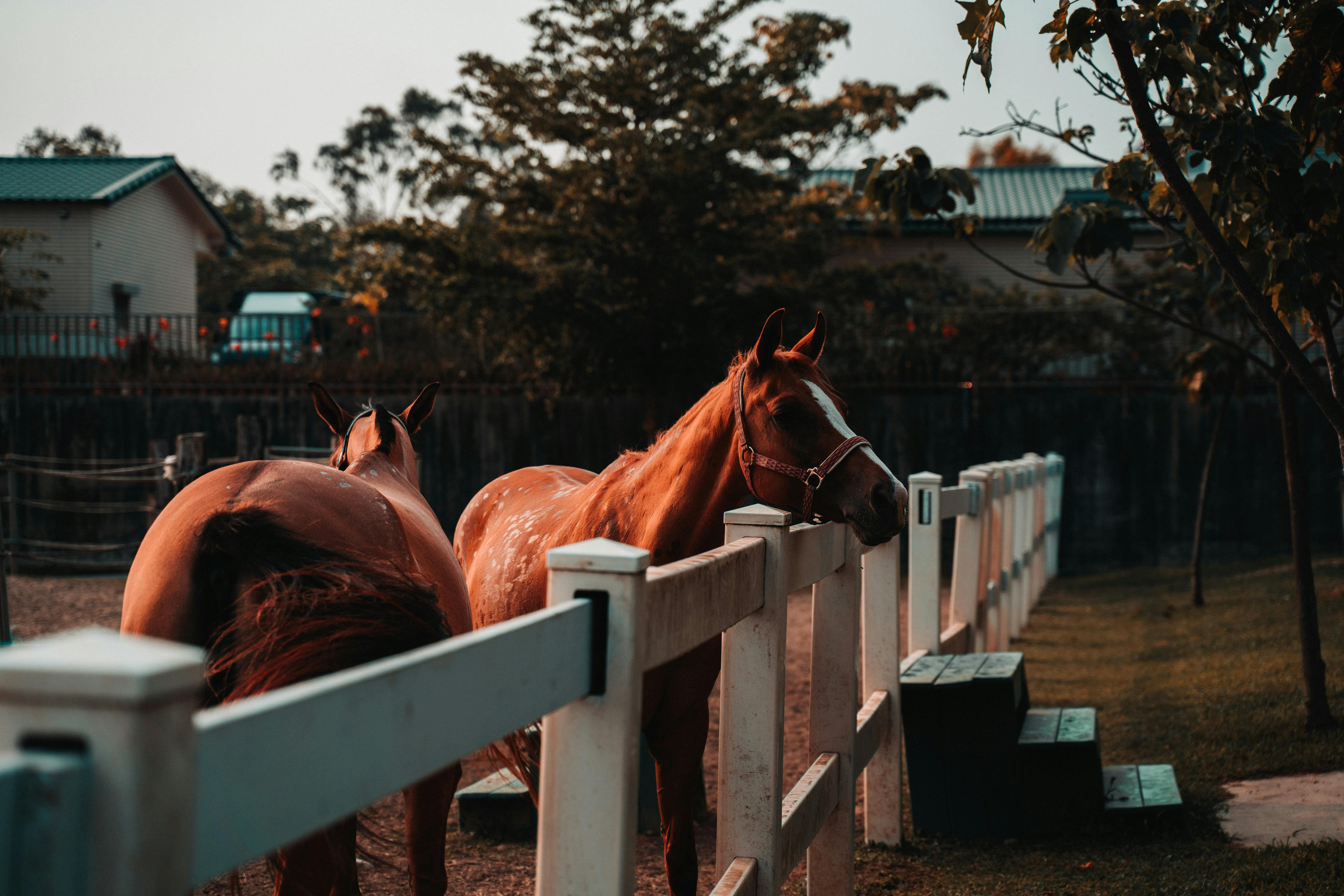 Cheval regardant par-dessus une clôture de paddock professionnel