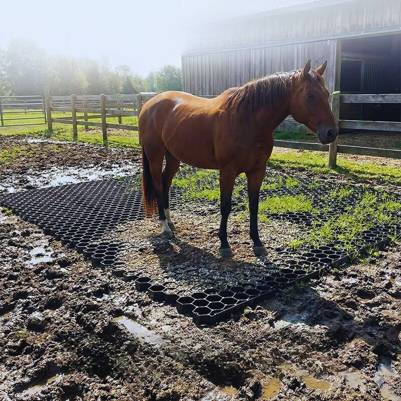 Cheval dans un paddock au sol stabilisé, écurie professionnelle