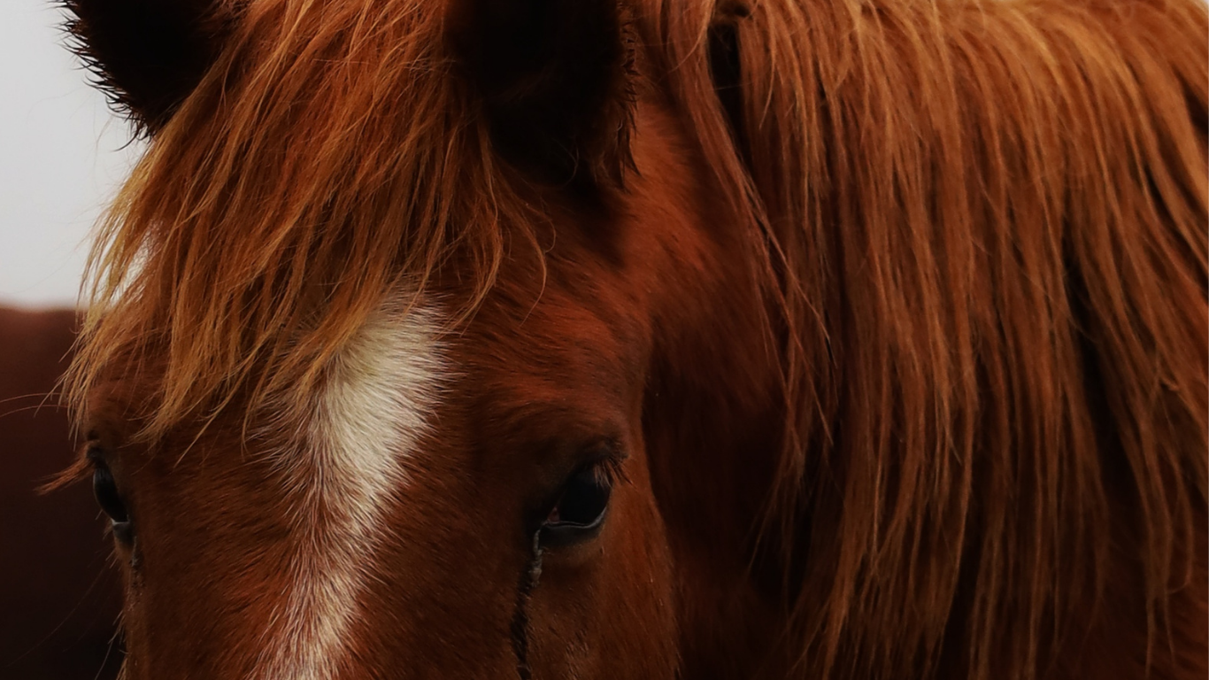 Dalle stabilisatrice pour paddock chevaux, équipements équestres professionnels