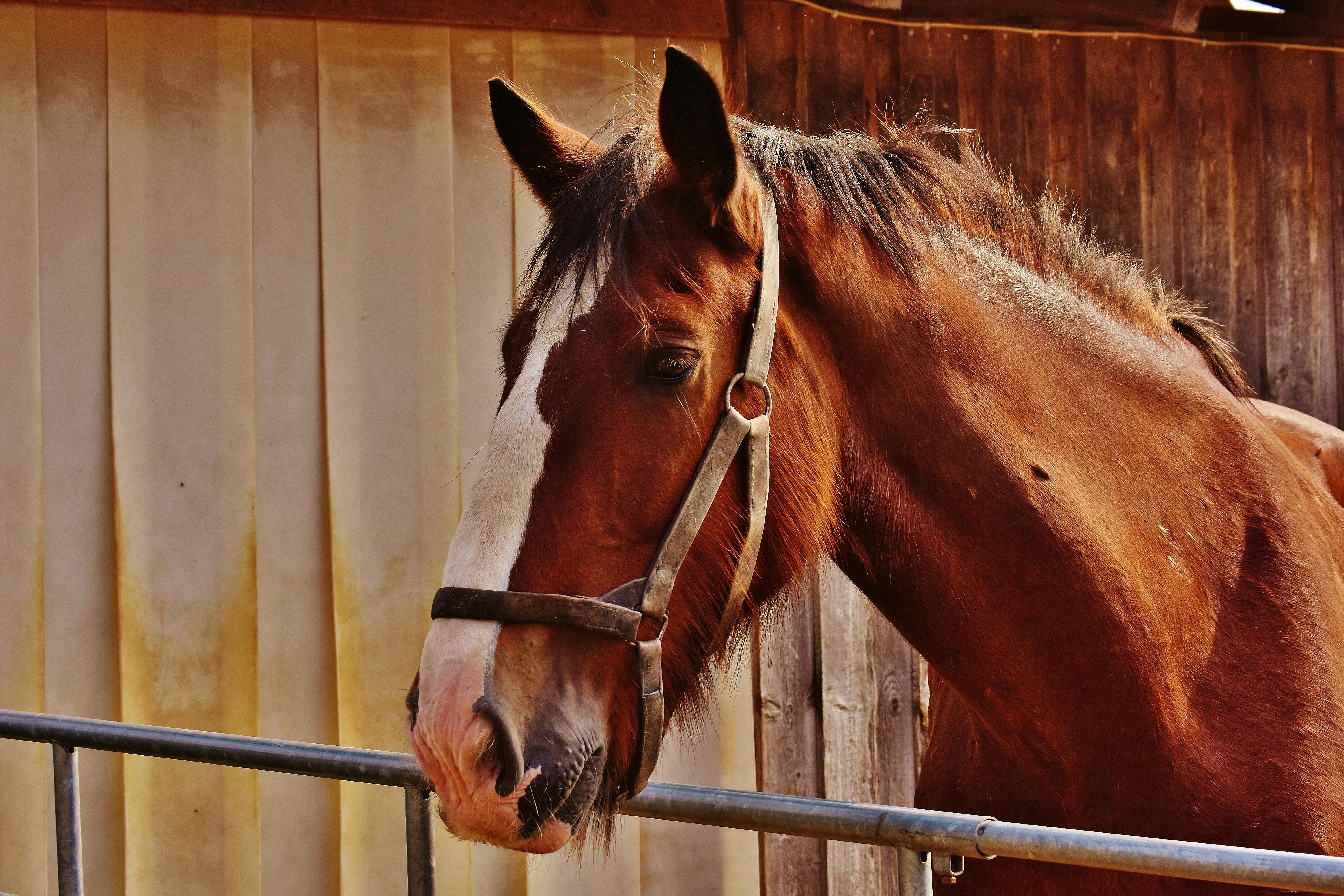 Abri chevaux et box démontable en écurie professionnelle, infrastructures équestres